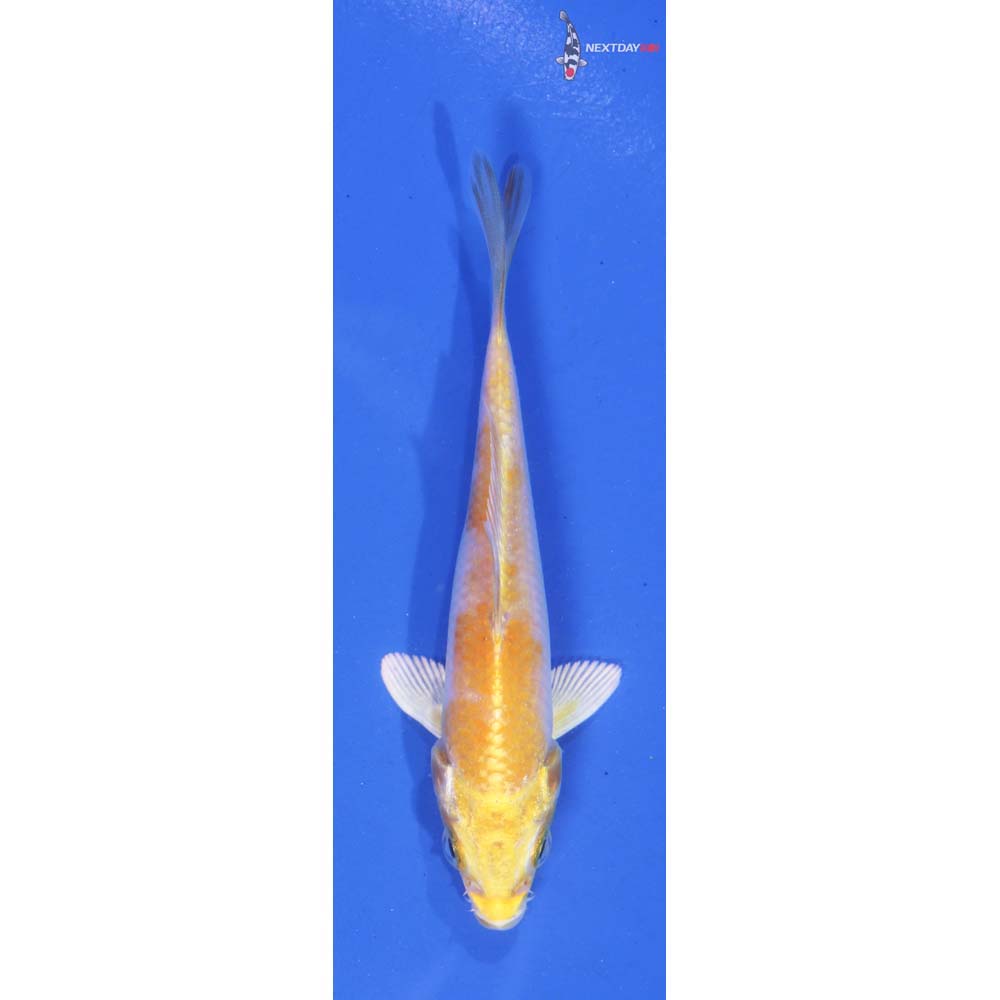 4” Imported Lemon Hariwake