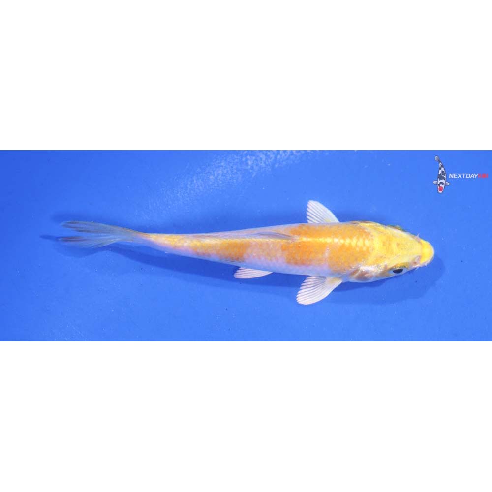4” Imported Lemon Hariwake