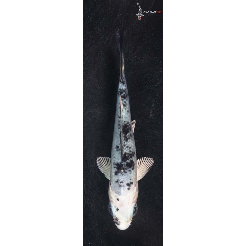 3.5” Imported Gin Shiro Bekko