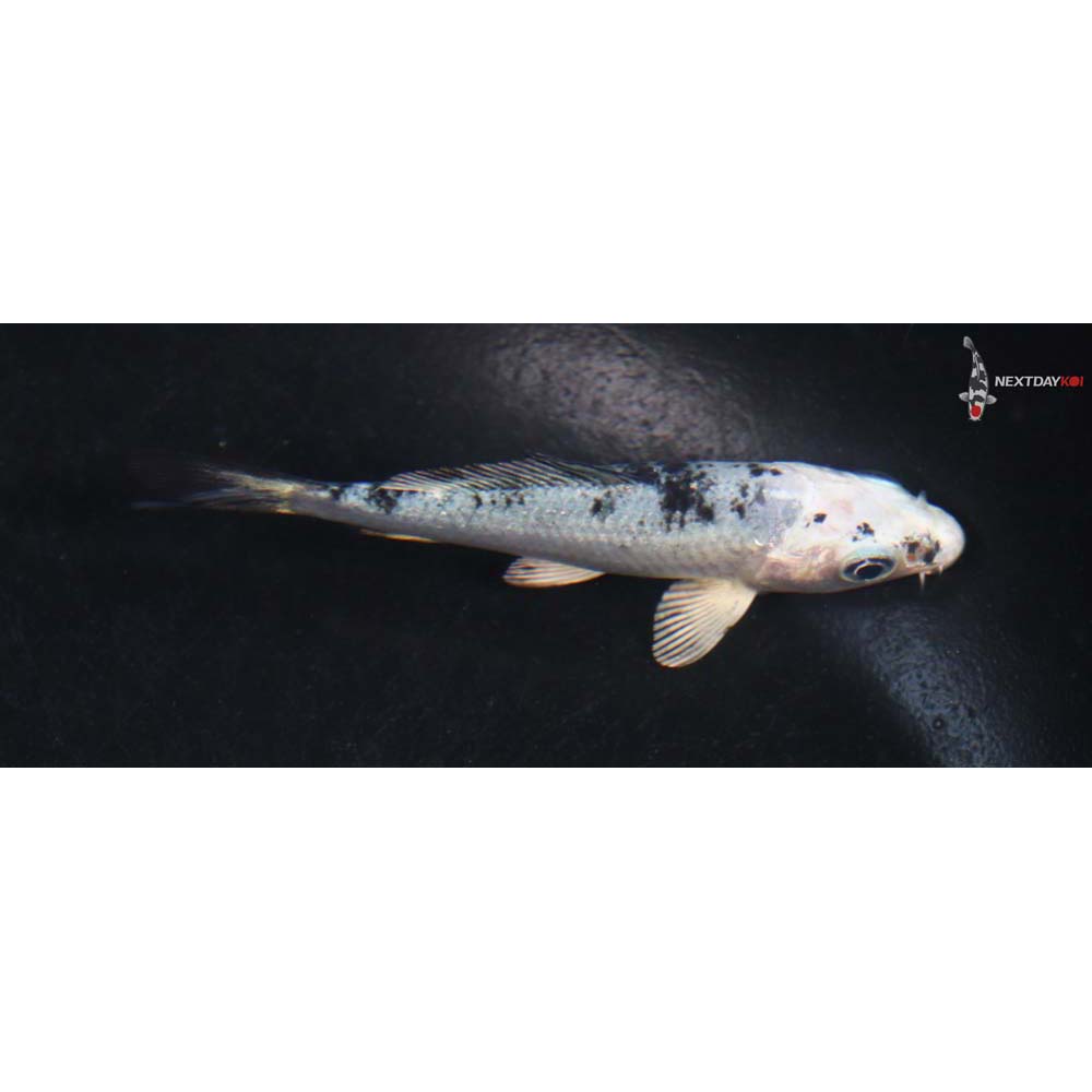 3.5” Imported Gin Shiro Bekko