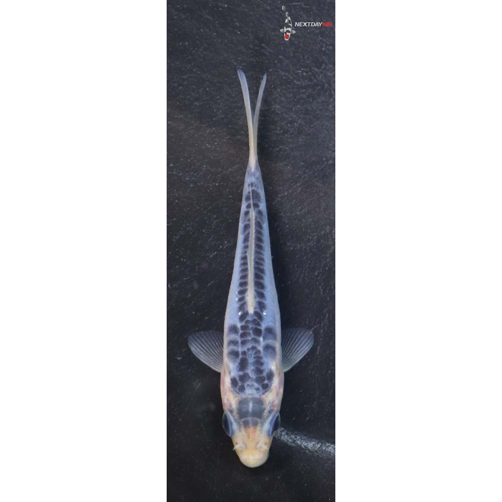 3.5” Imported Shusui