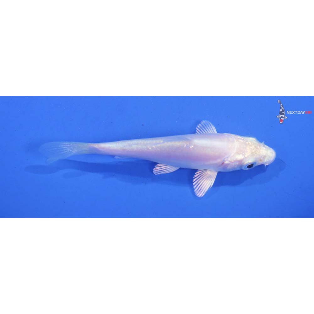 3” Imported Doitsu Platinum Ogon