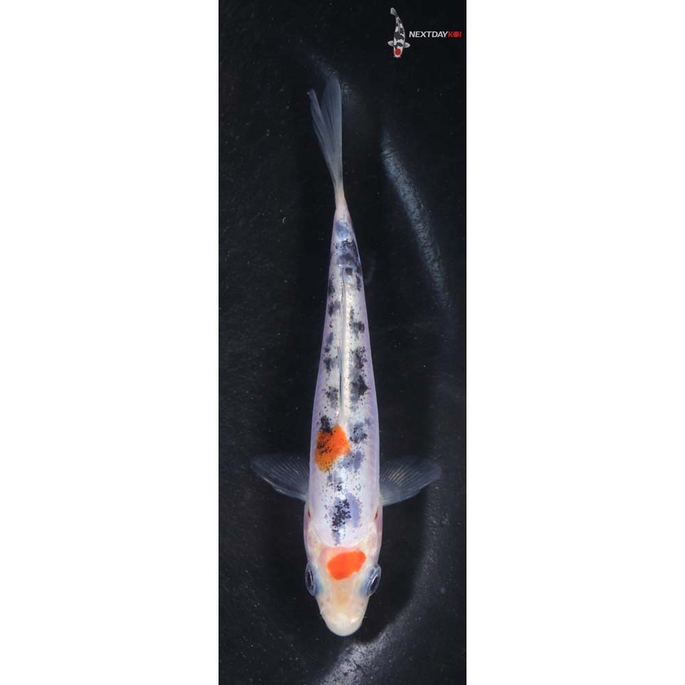 3.5” Imported Doitsu Sanke