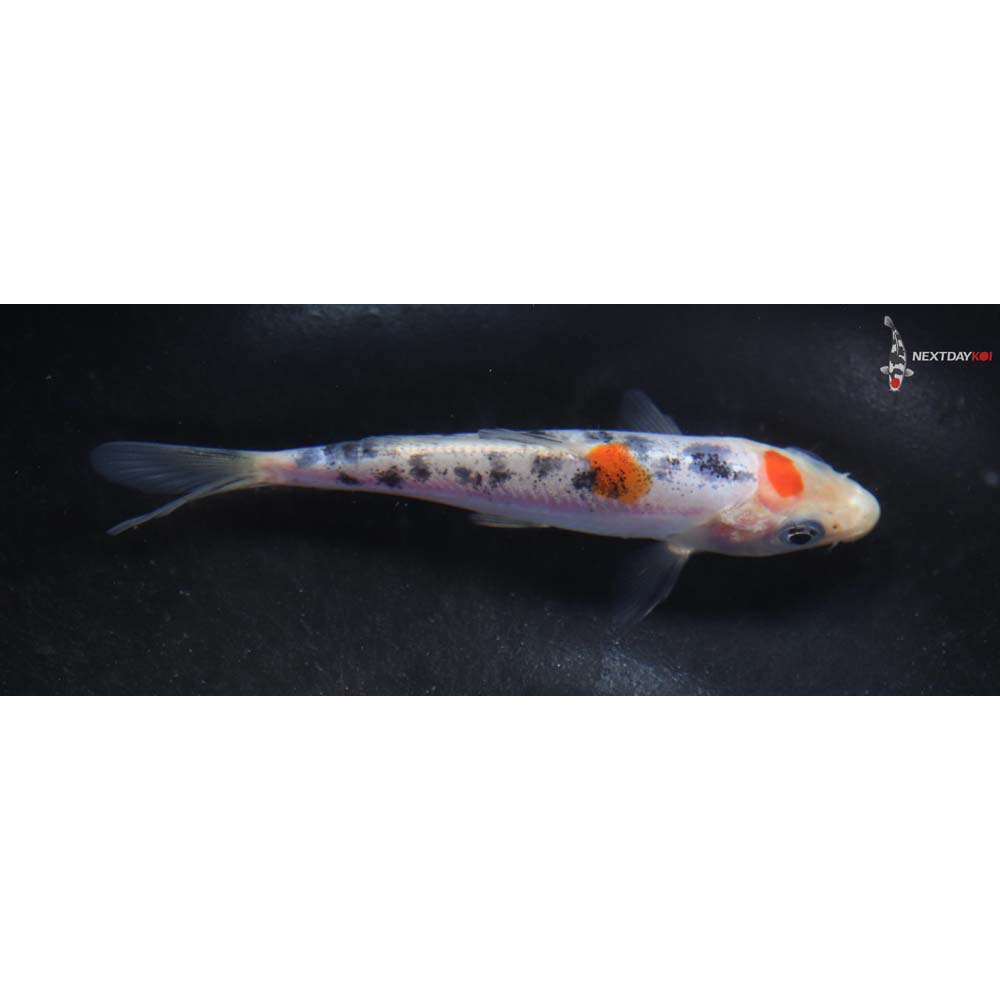 3.5” Imported Doitsu Sanke
