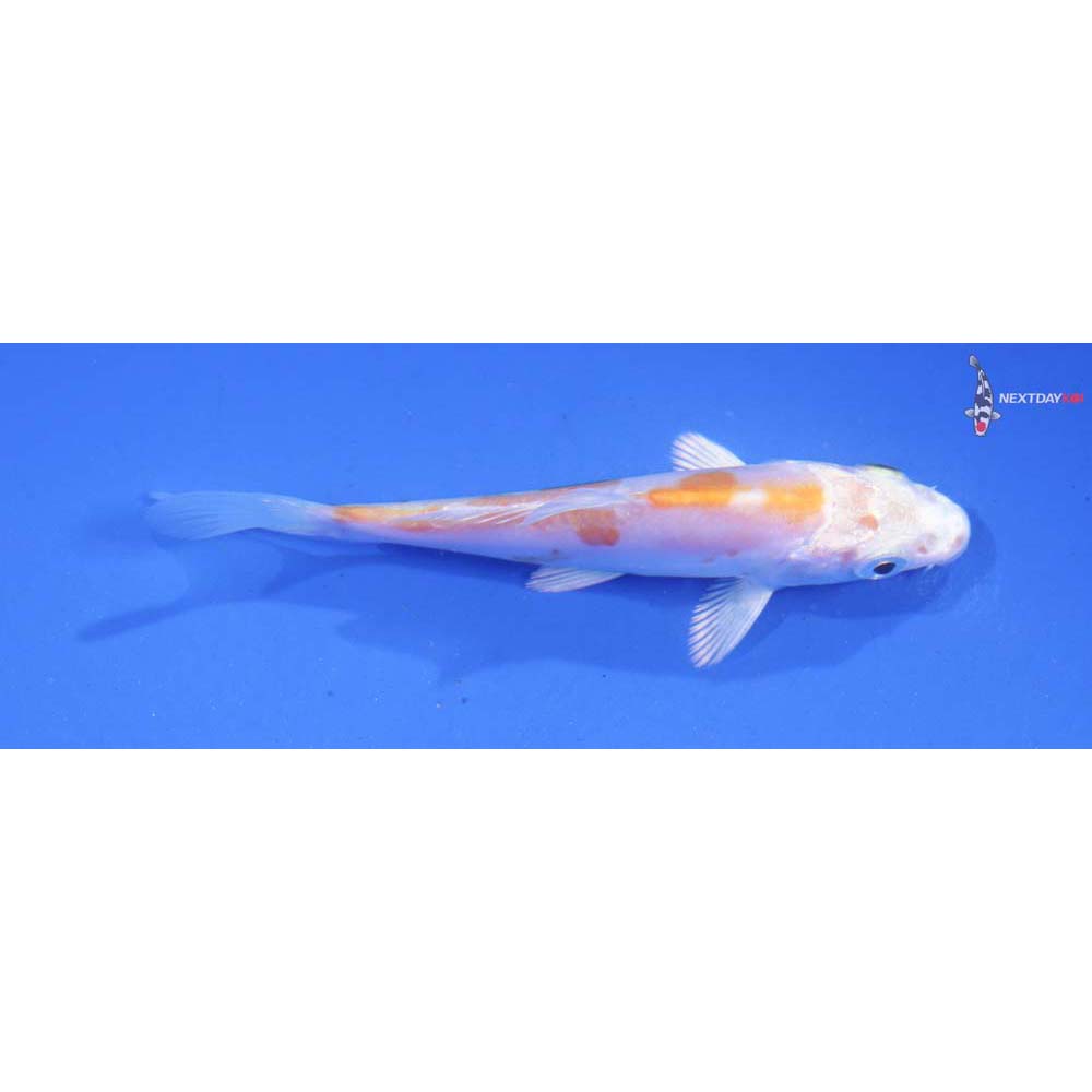 3.5” Imported Dotisu Lemon Hariwake