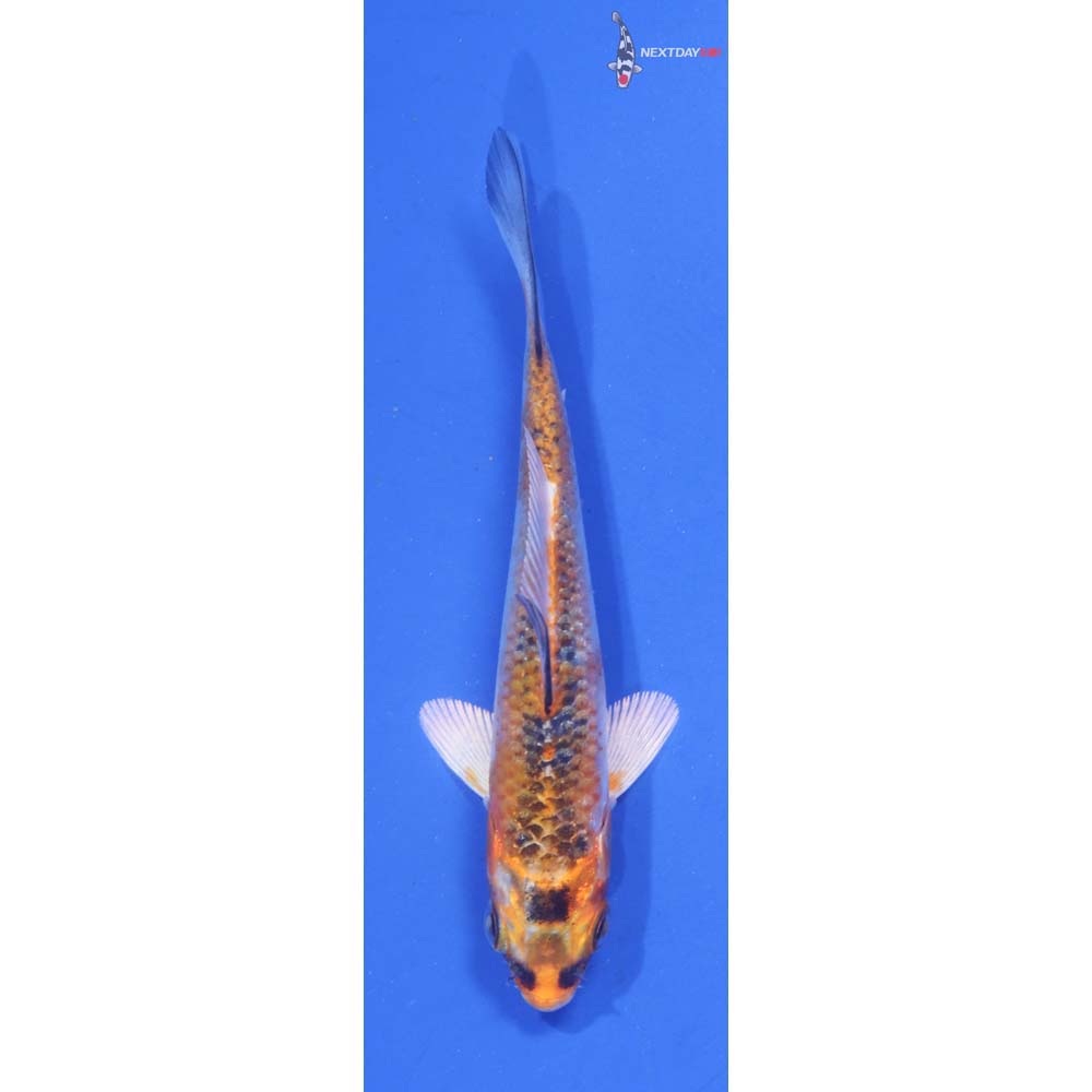3.5” Imported Kujaku