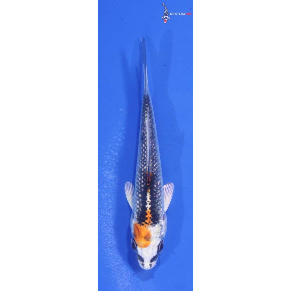 3.5” Imported Kujaku