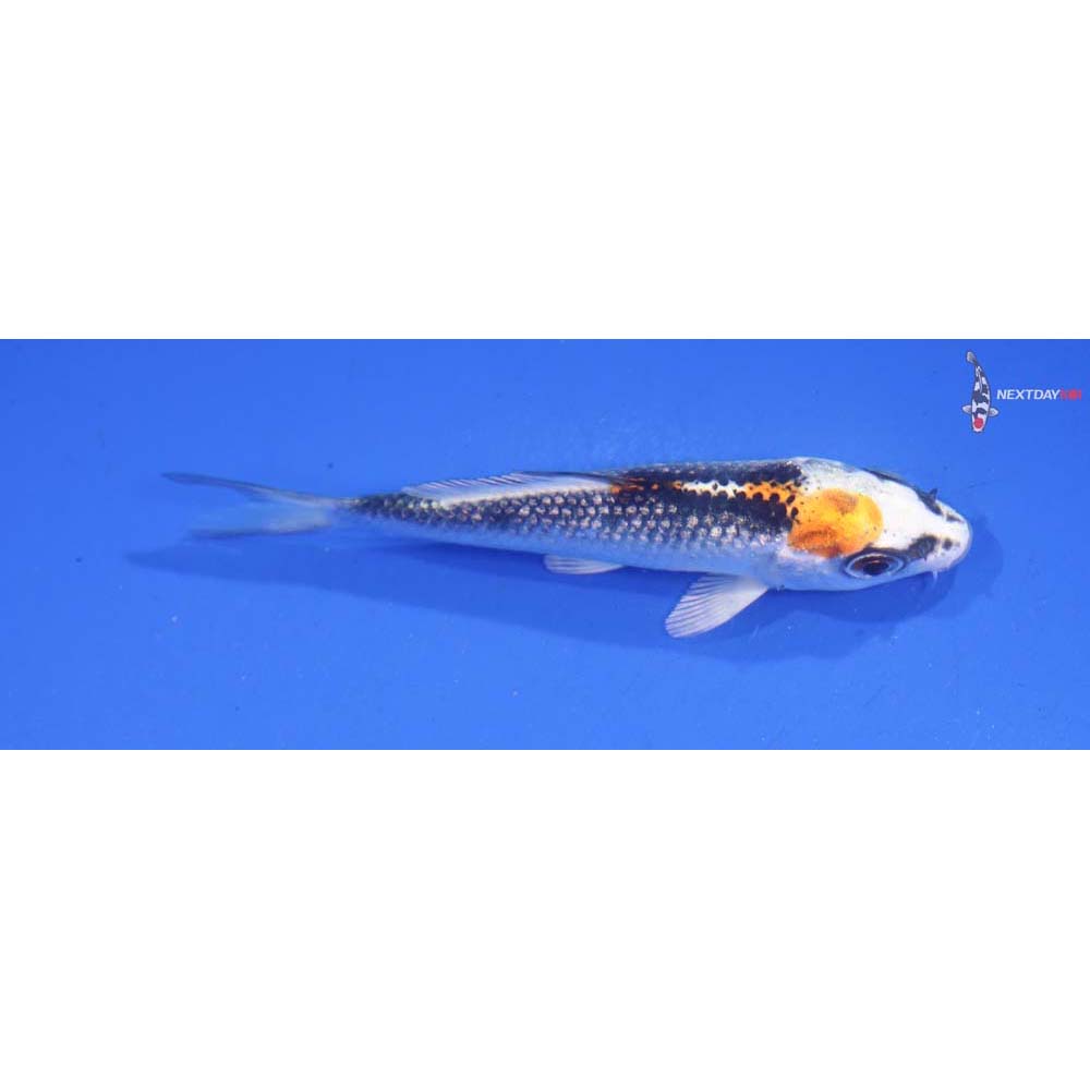 3.5” Imported Kujaku