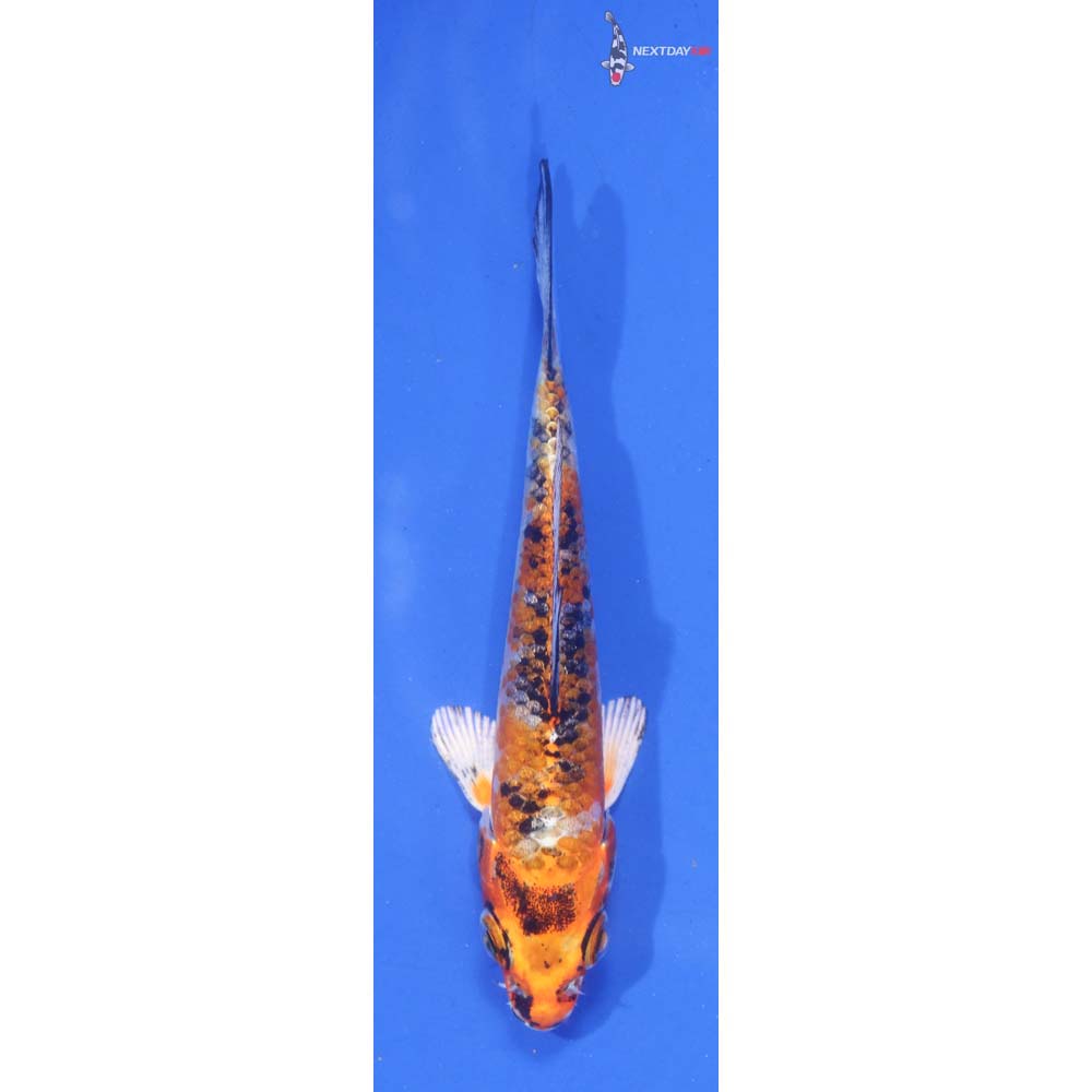 3.5” Imported Yamato Nishiki