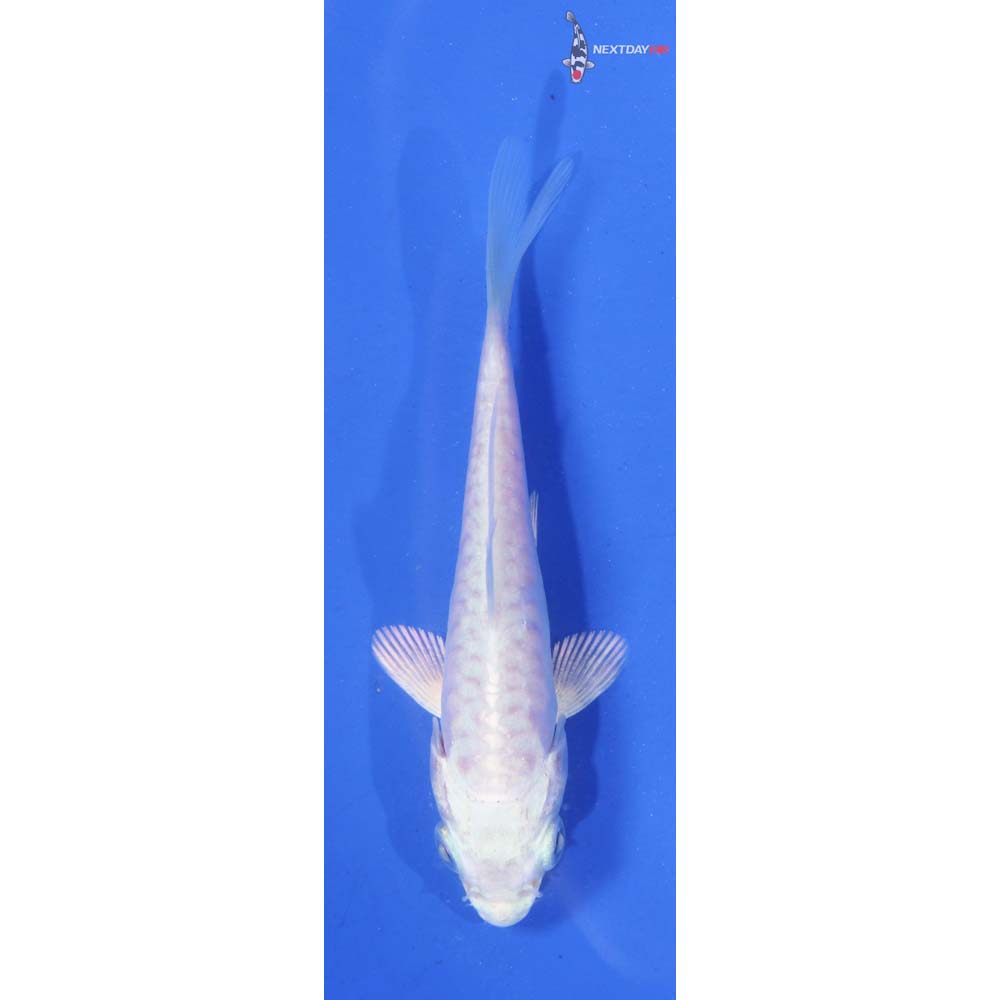 3.5” Imported Armor Scaled Platinum Ogon