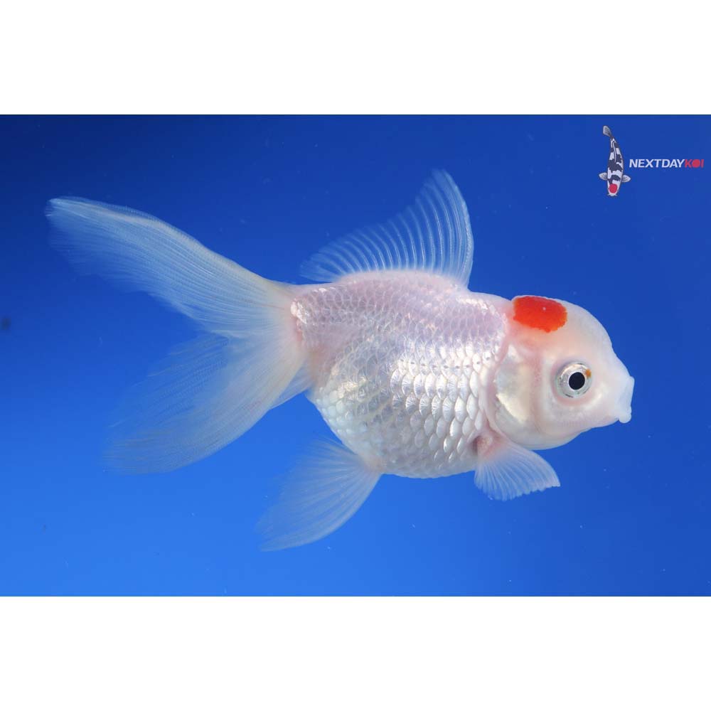 4” Imported Red and White Oranda