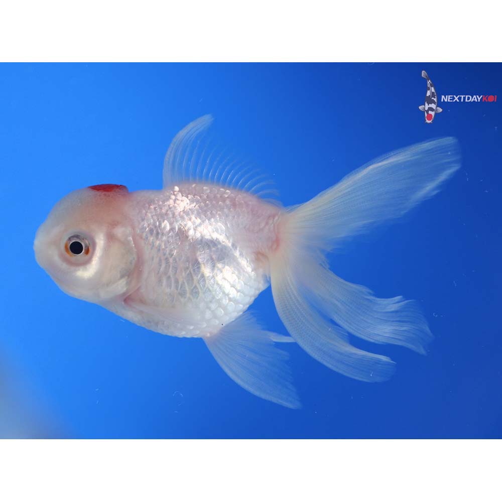 4” Imported Red and White Oranda