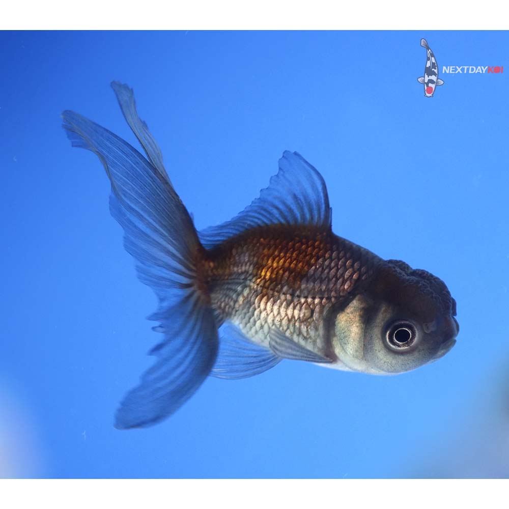 3.5” Imported Blue Oranda