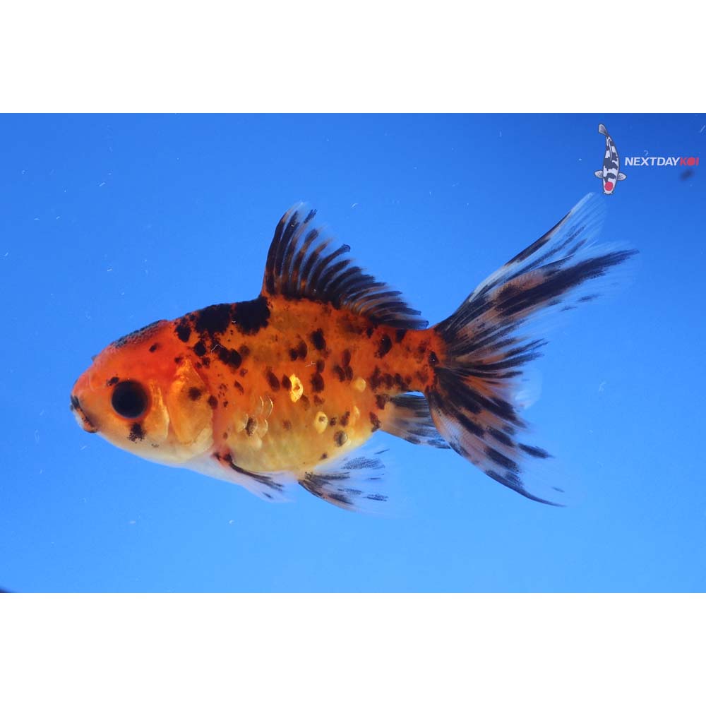 3.5” Imported Calico Oranda