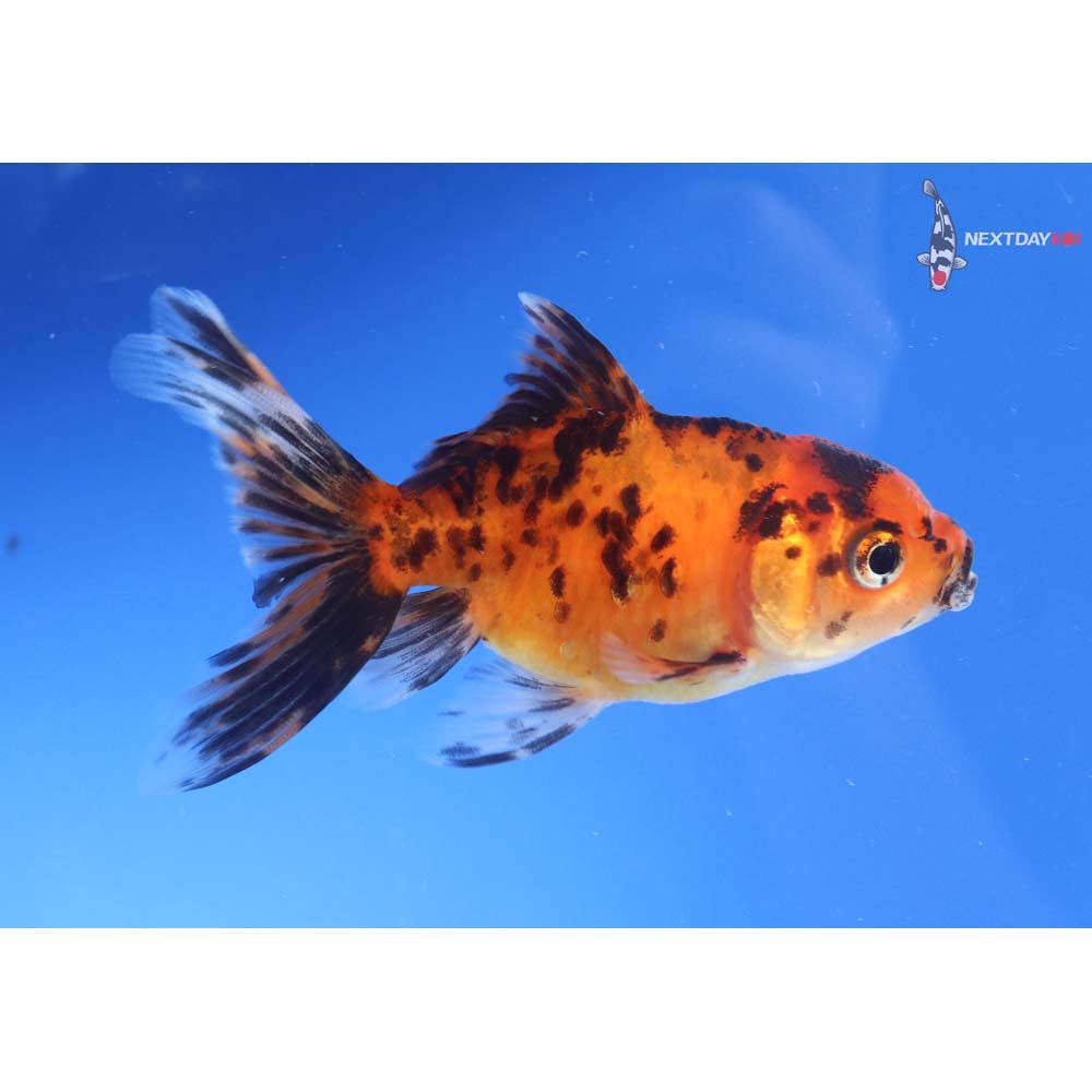 3.5” Imported Calico Oranda