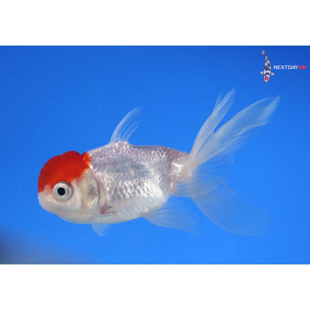 3.5” Imported Redcap Oranda