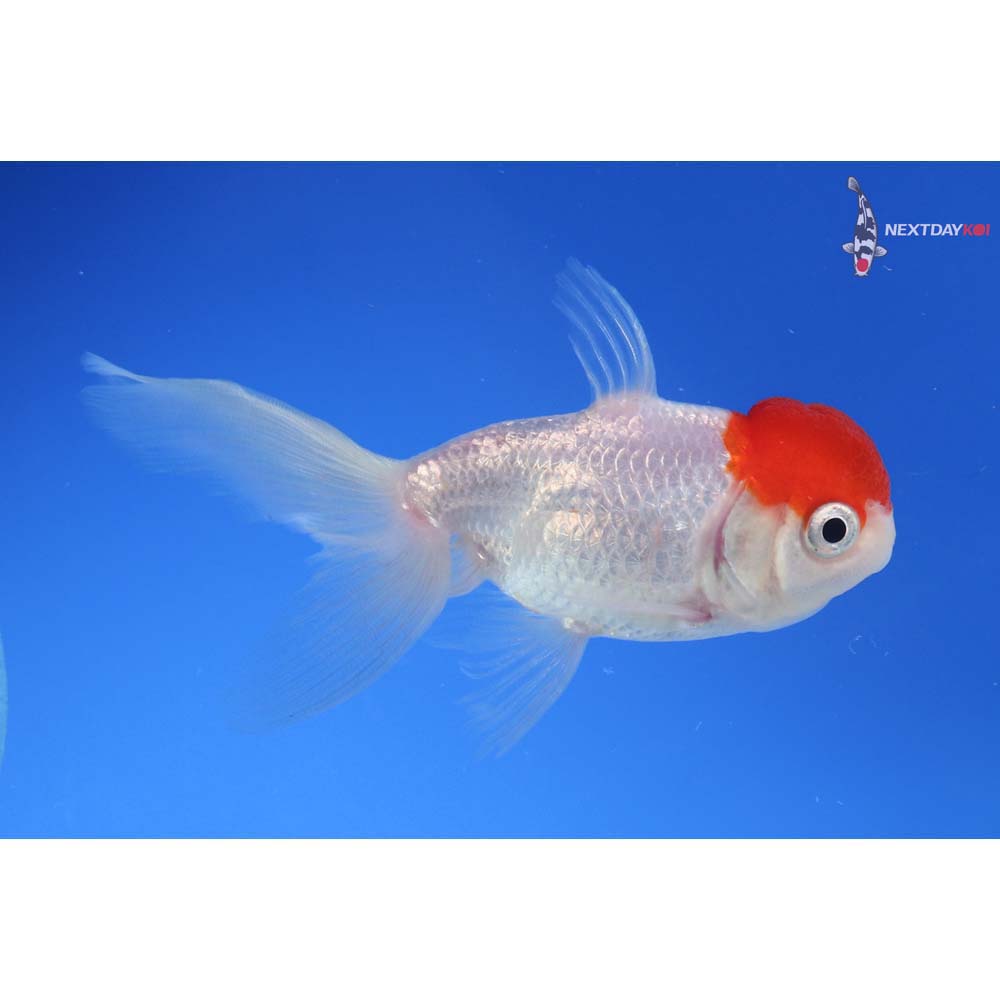 3.5” Imported Redcap Oranda