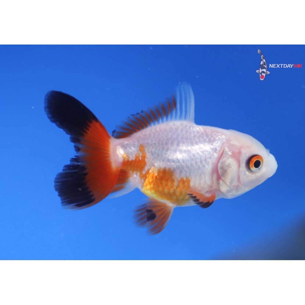 2.5” Imported Tri Color Oranda