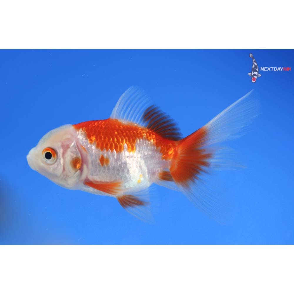 3.5” Imported Red and White Oranda