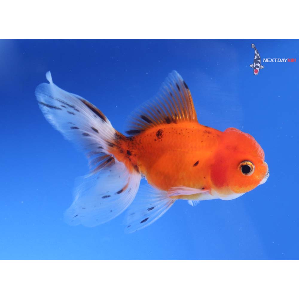 3.5” Imported Calico Oranda