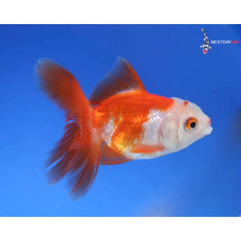 3.5” Imported Red and White Oranda