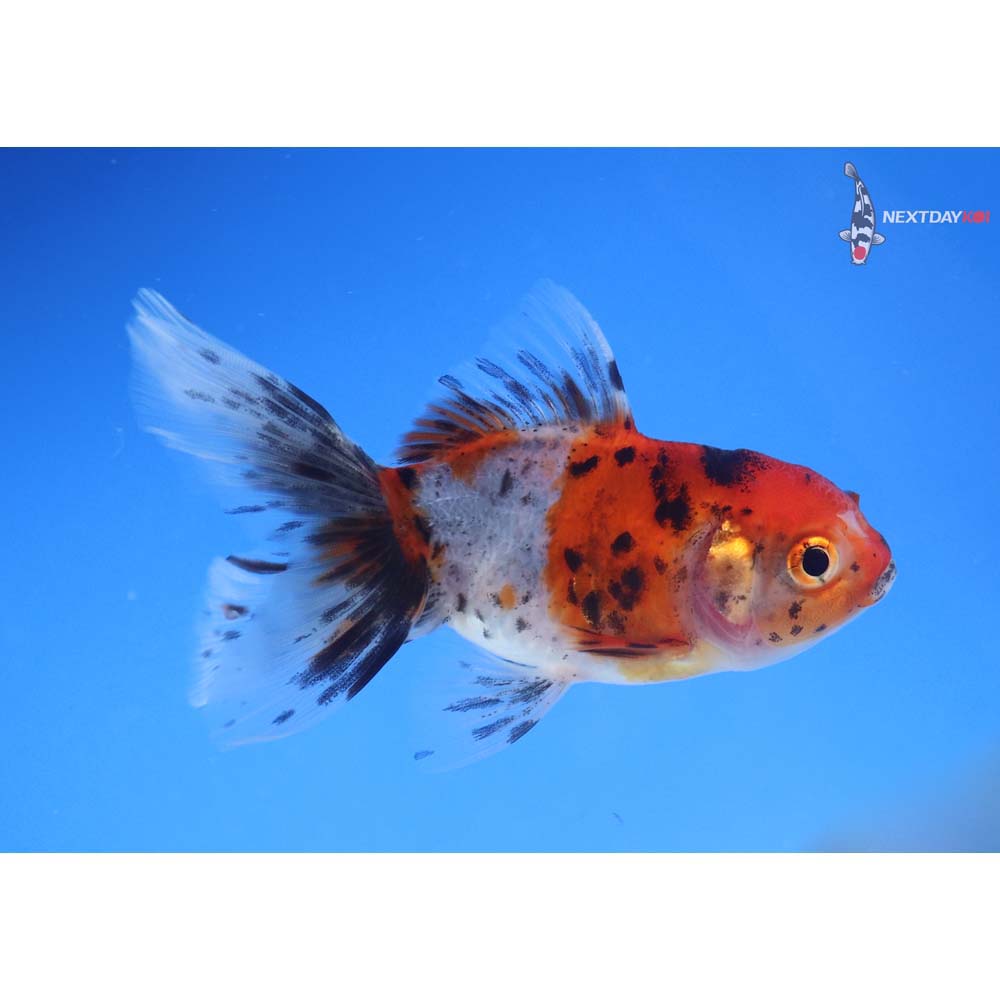 3.5” Imported Calico Oranda