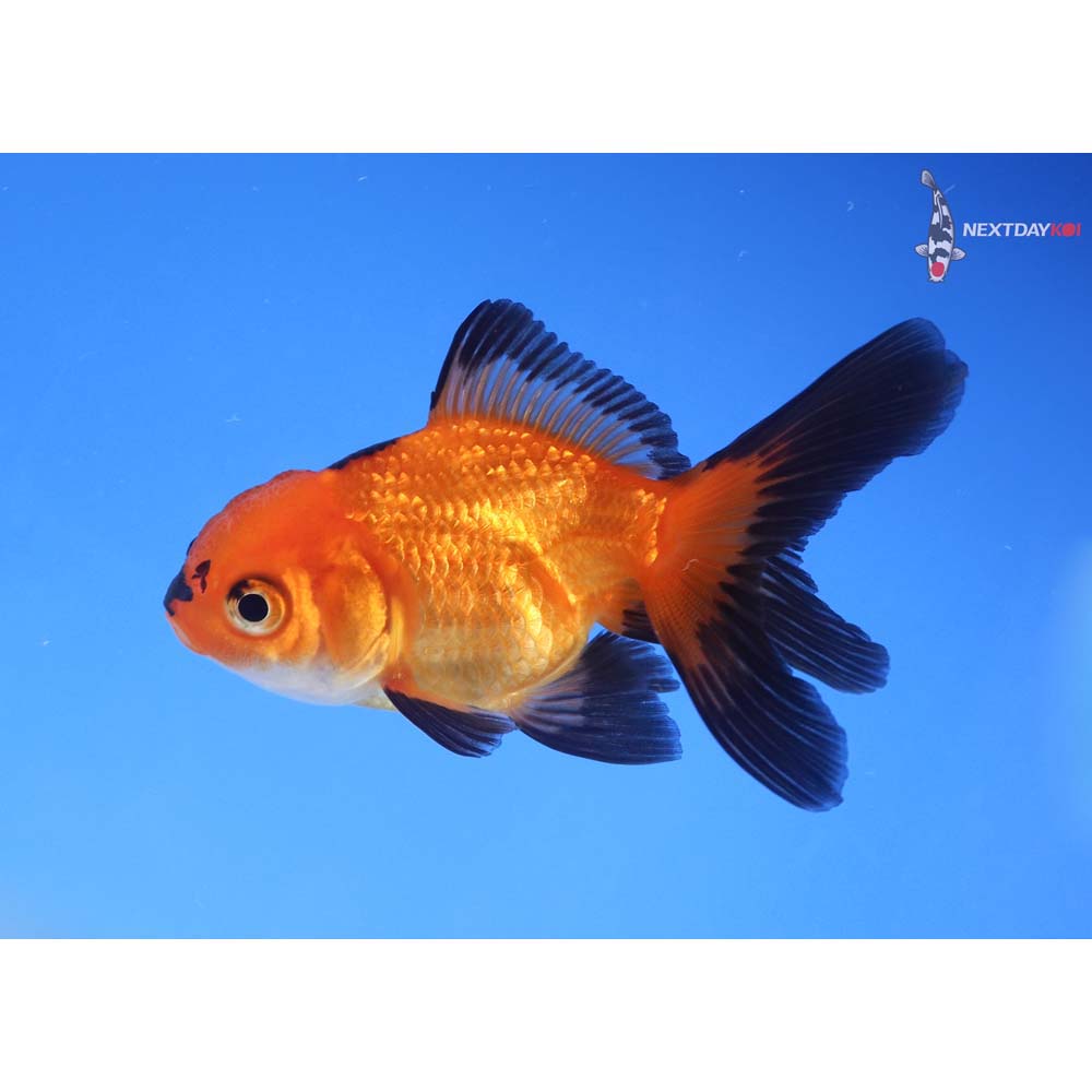 3” Imported Red and Black Oranda