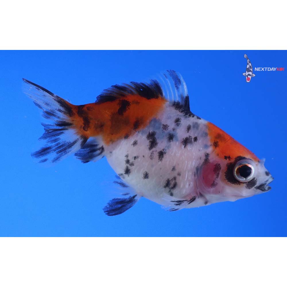 2.5” Imported Calico Pearlscale