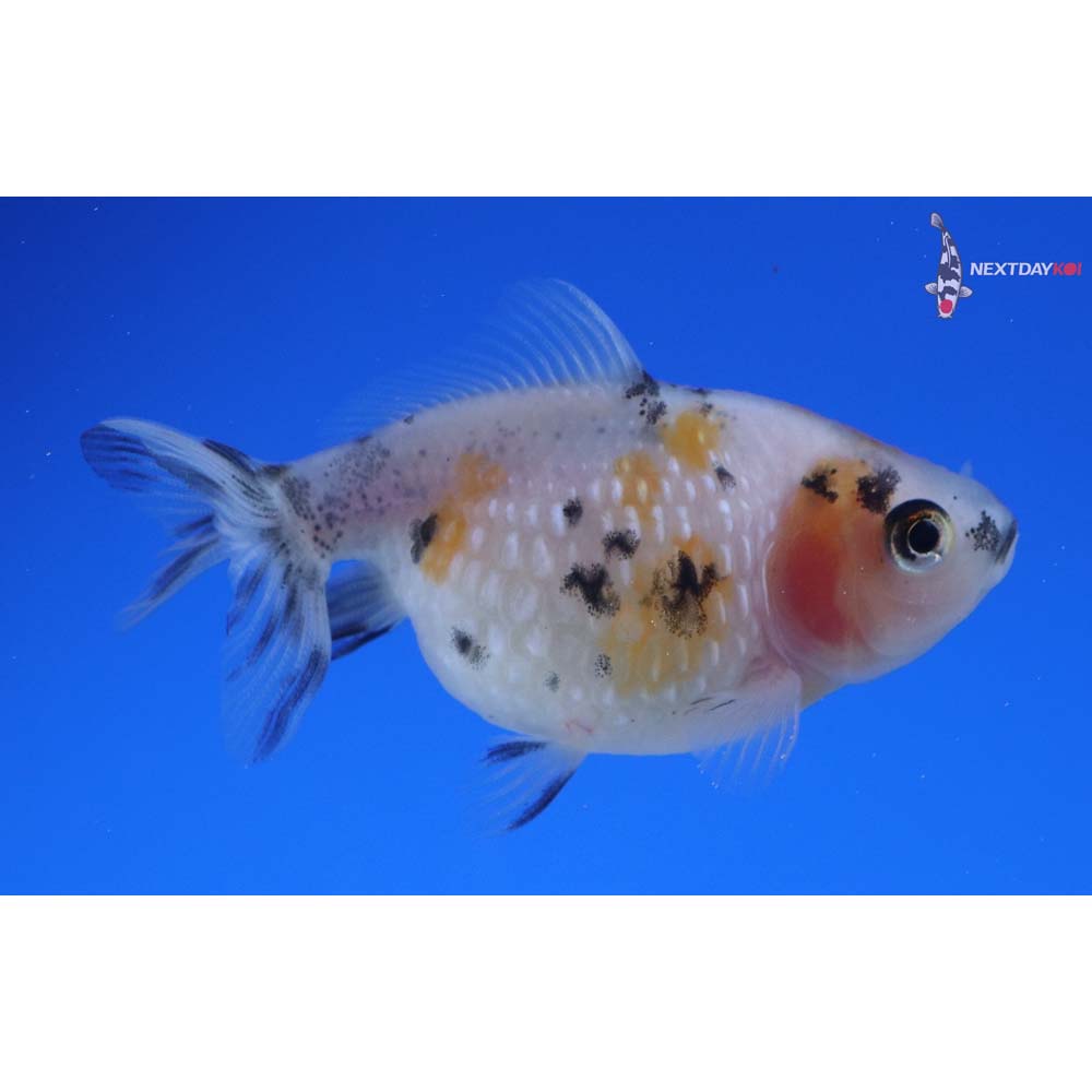2” Imported Calico Pearlscale