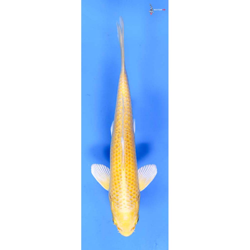 6.5” Imported Yamabuki Ogon