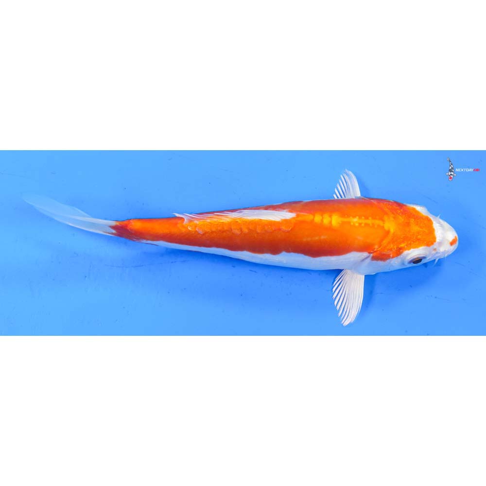 6.5” Imported Kikusui