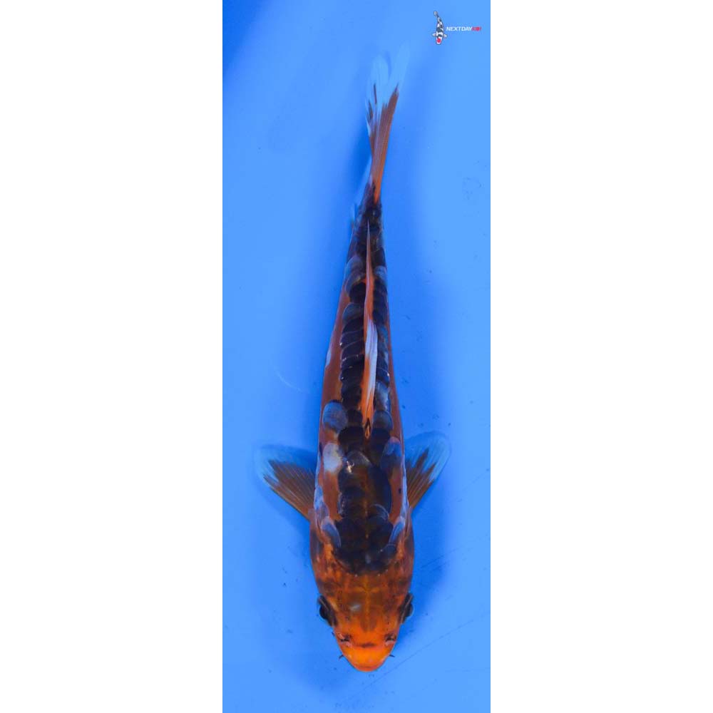 6.5” Imported Shusui