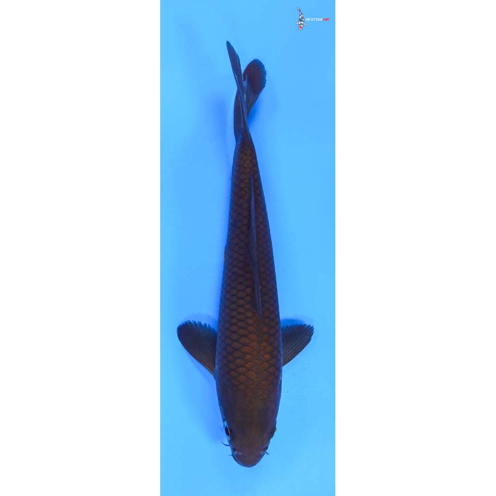 6.5” Imported Chagoi