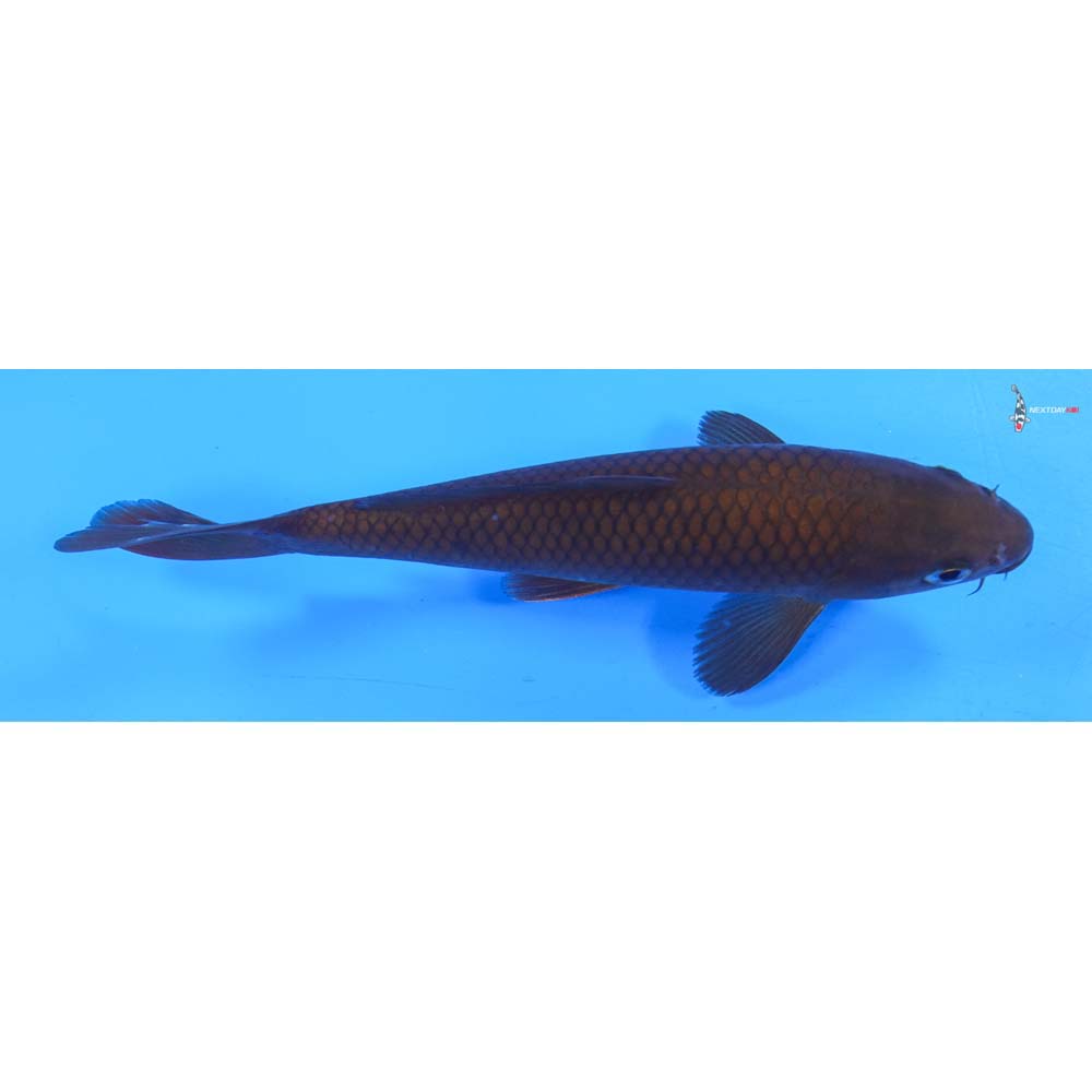 6.5” Imported Chagoi