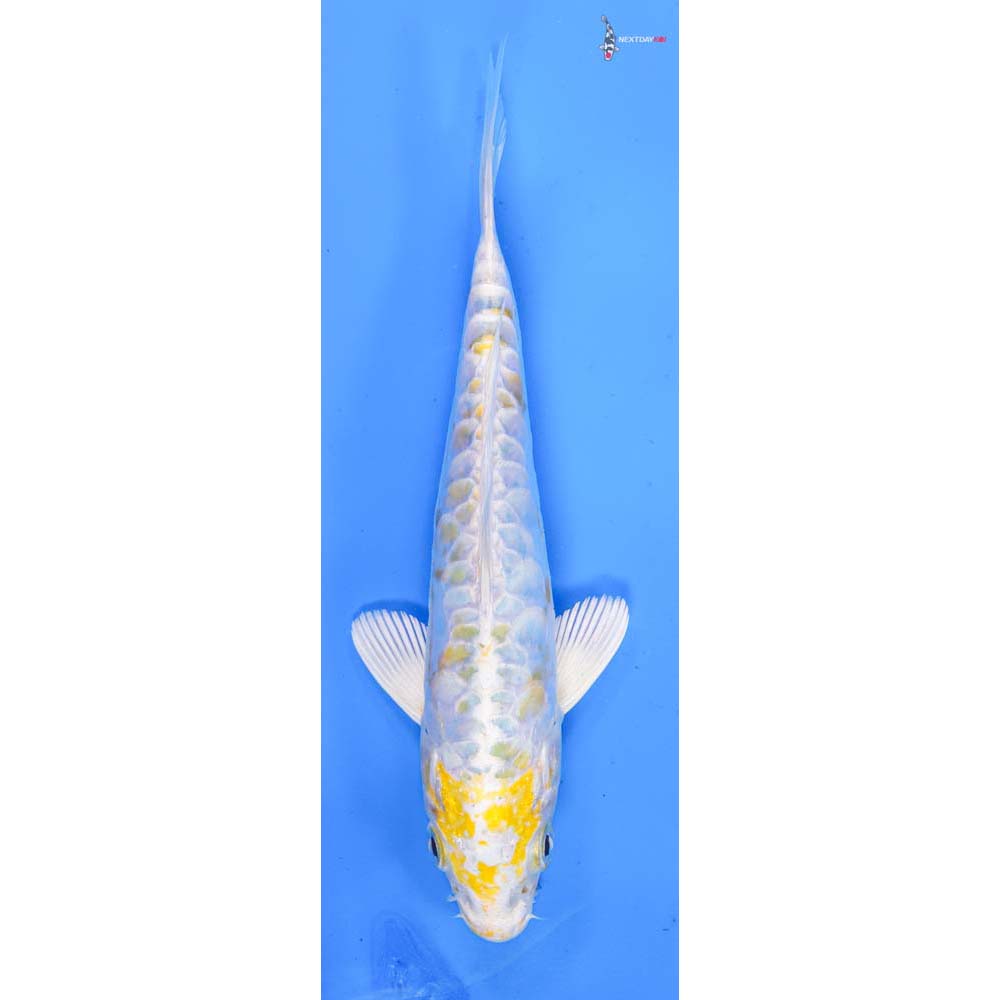 7” Imported Doitsu Lemon Hariwake