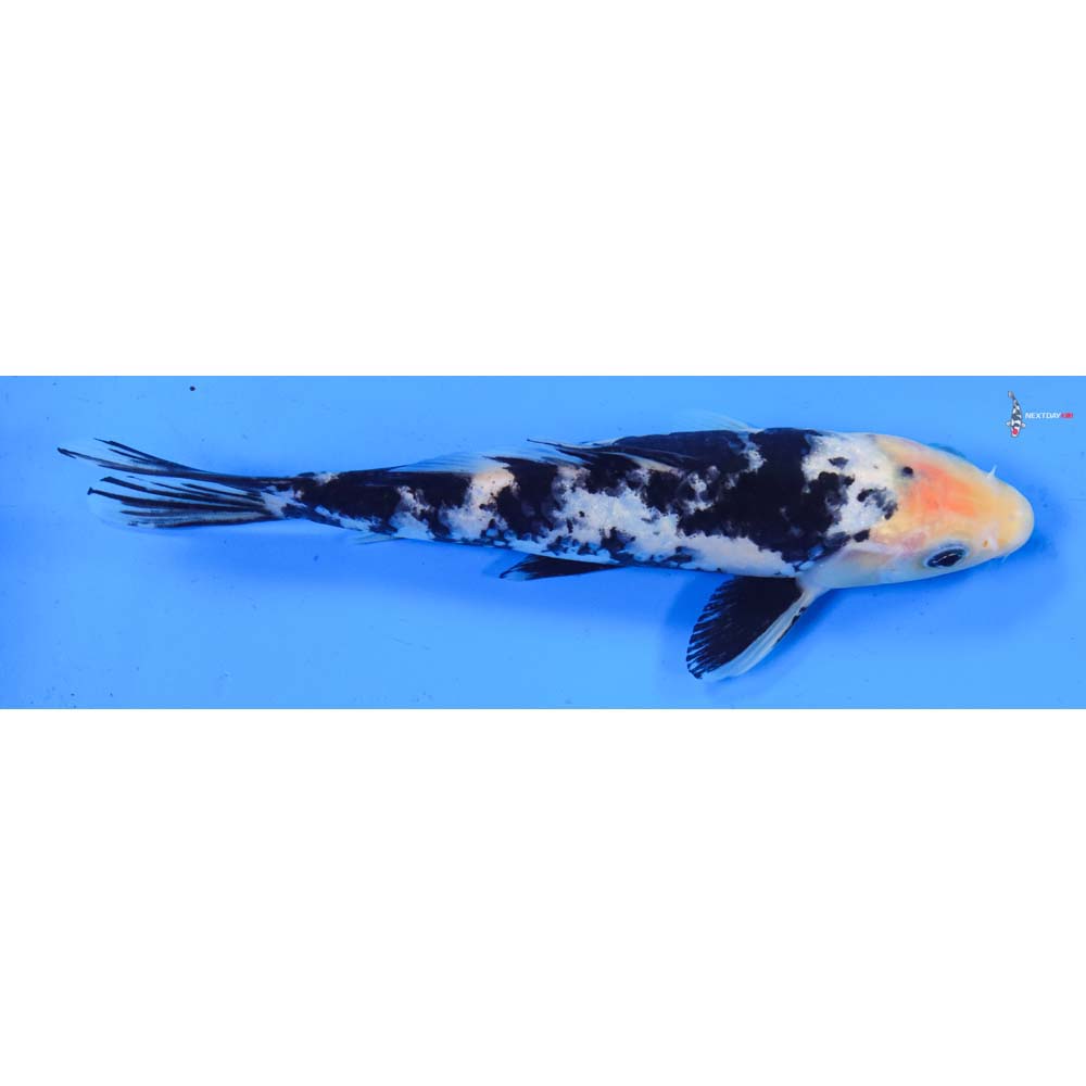7” Imported Shiro Bekko