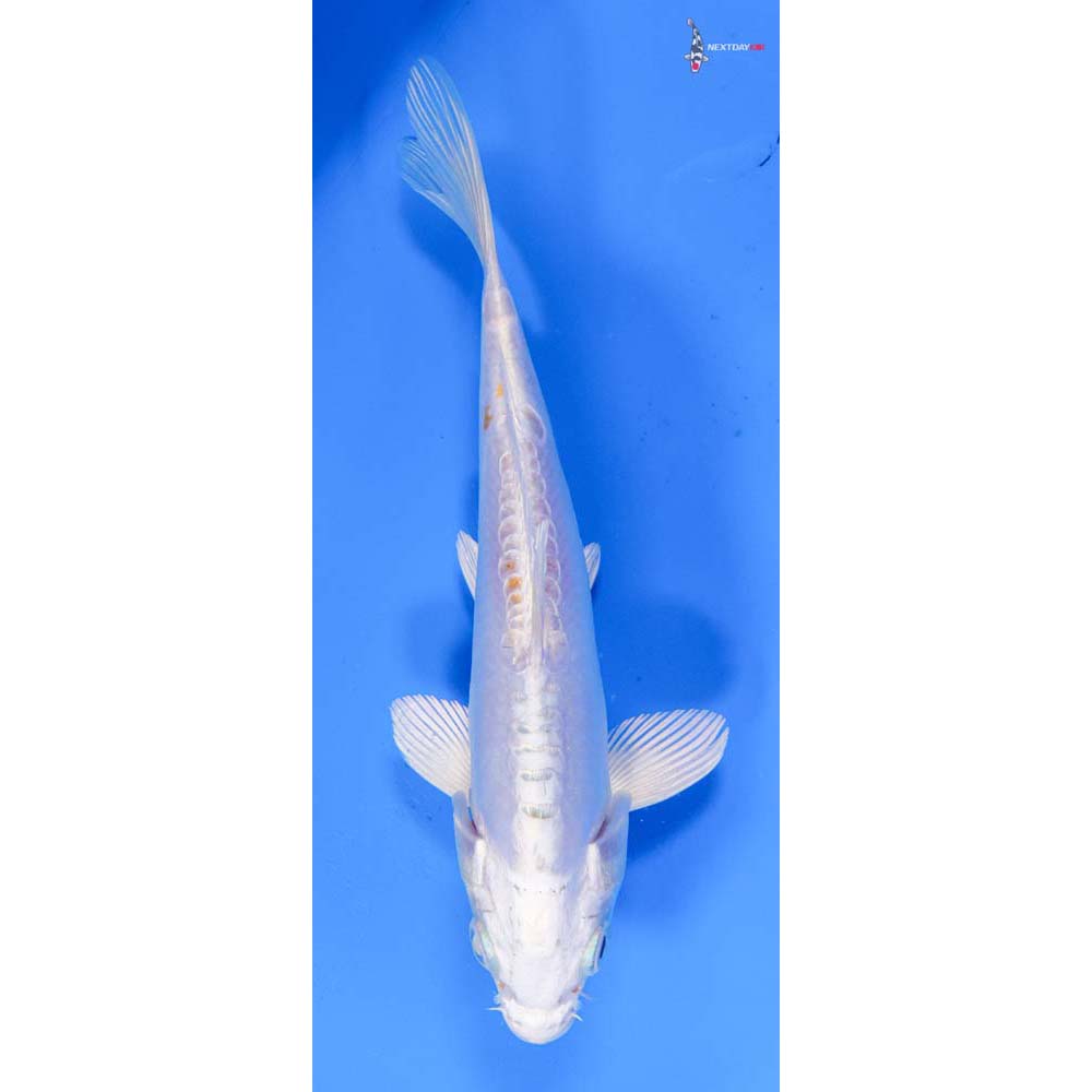 7” Imported Doitsu Lemon Hariwake