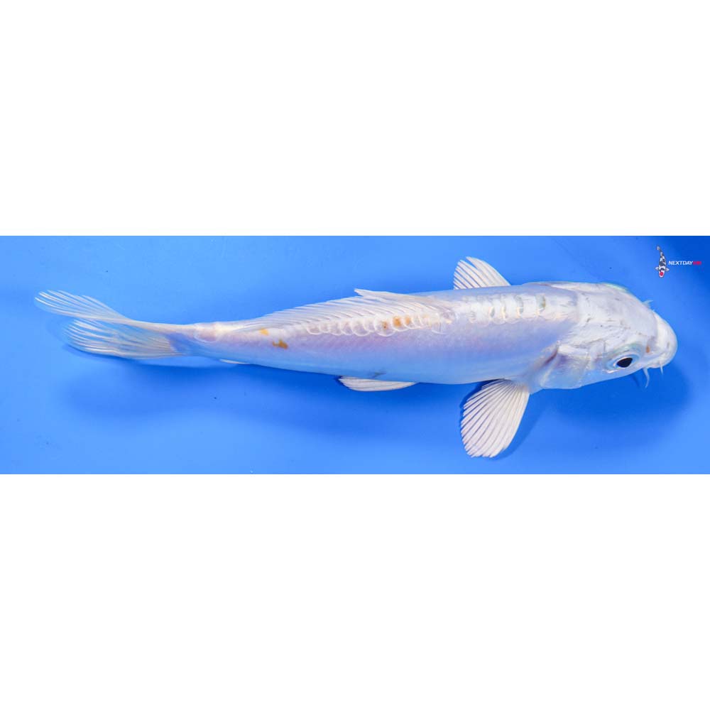 7” Imported Doitsu Lemon Hariwake