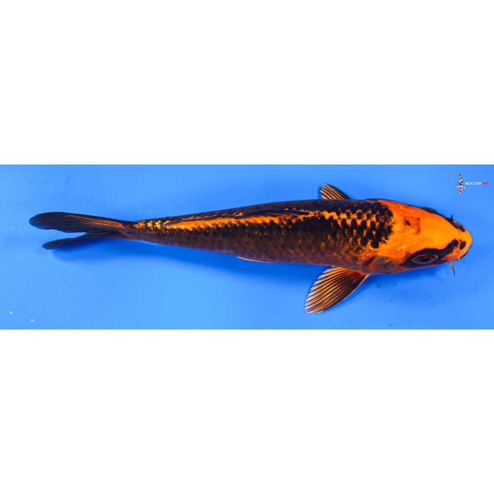 7” Imported Orenji Matsuba
