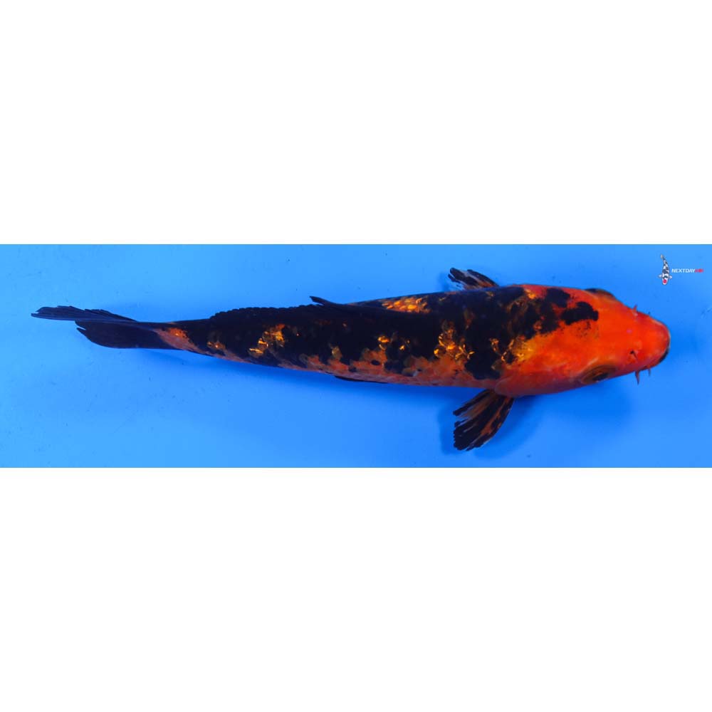 7” Imported Gin Rin Aka Bekko