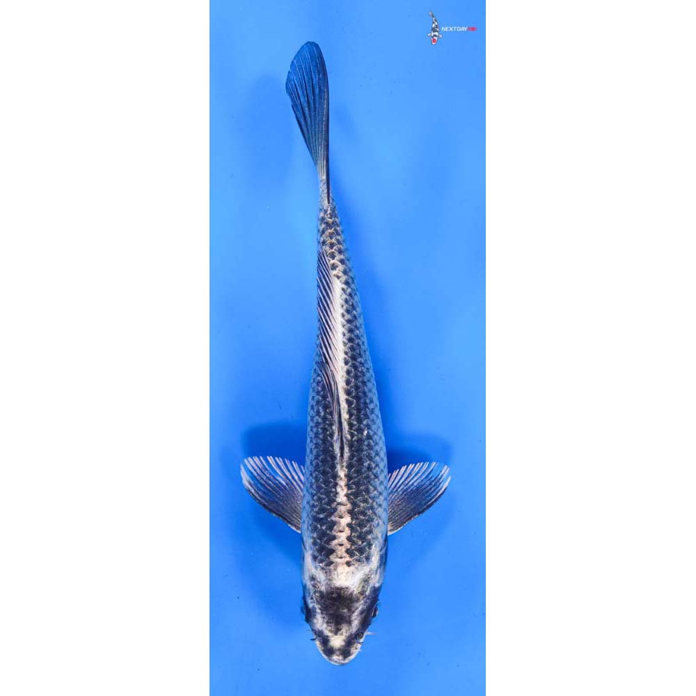 7.5” Imported Gin Matsuba