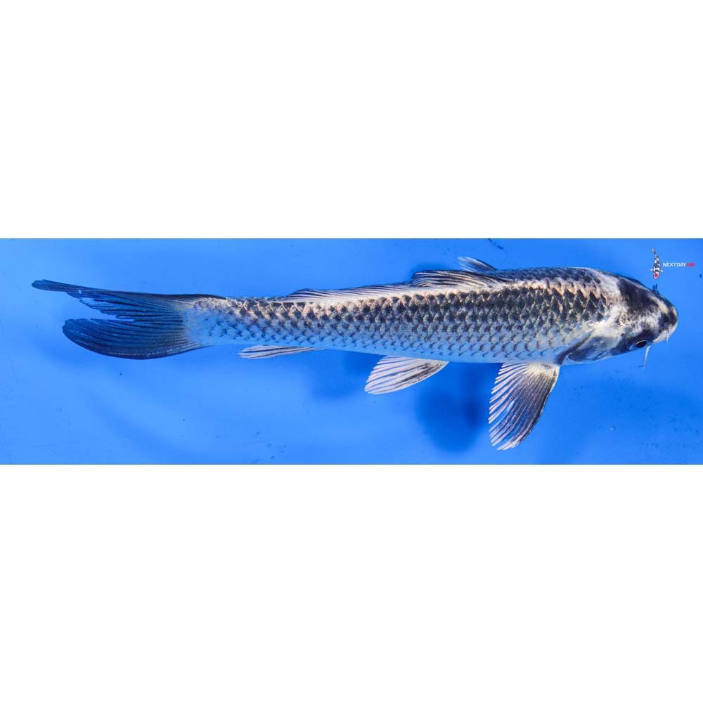7.5” Imported Gin Matsuba