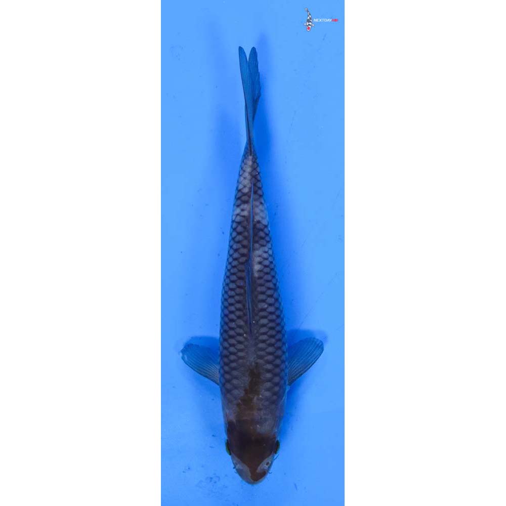 6.5” Imported Ochiba Shigure