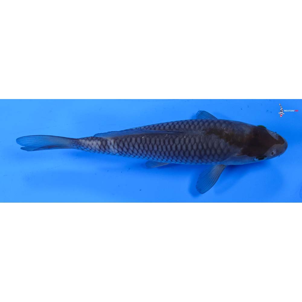 6.5” Imported Ochiba Shigure