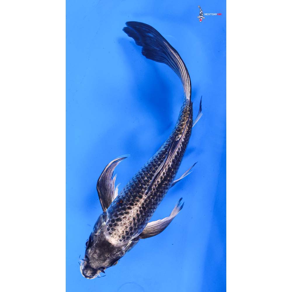 9” Imported Gin Matsuba Butterfly Koi