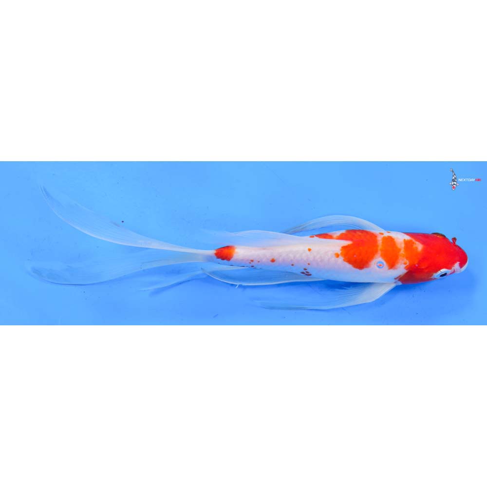 9.5” Imported Kohaku Butterfly Koi