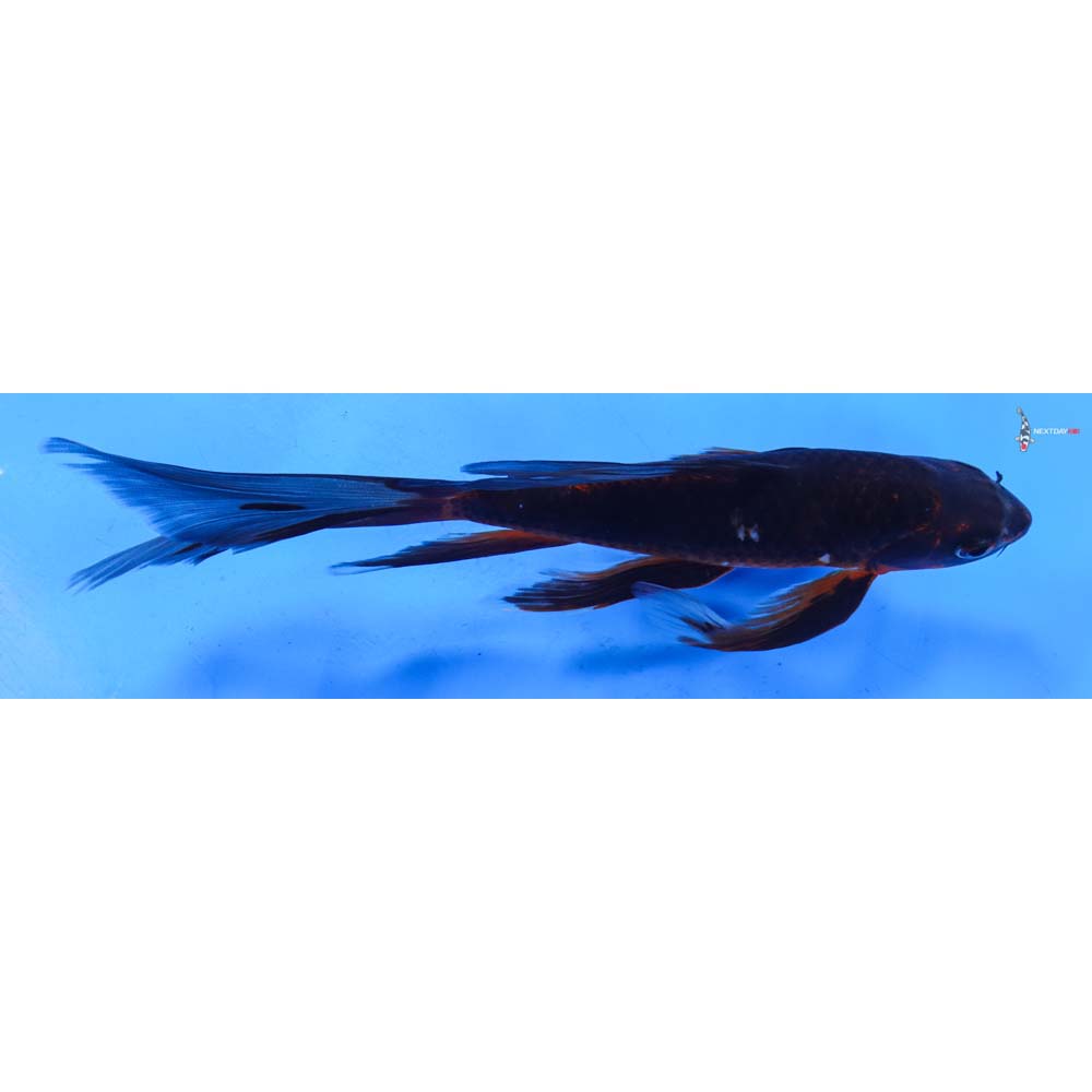 9” Imported Ochiba Shigure Butterfly Koi