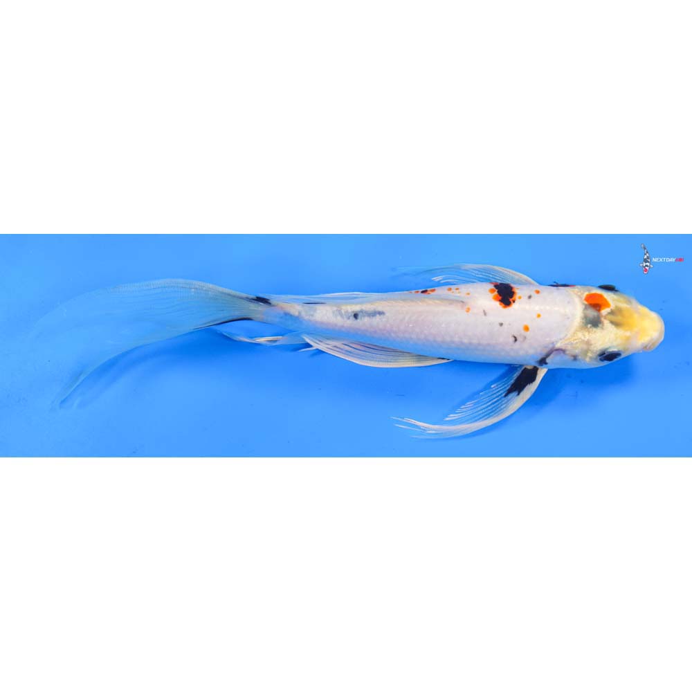 9” Imported Yamato Nishiki Butterfly Koi