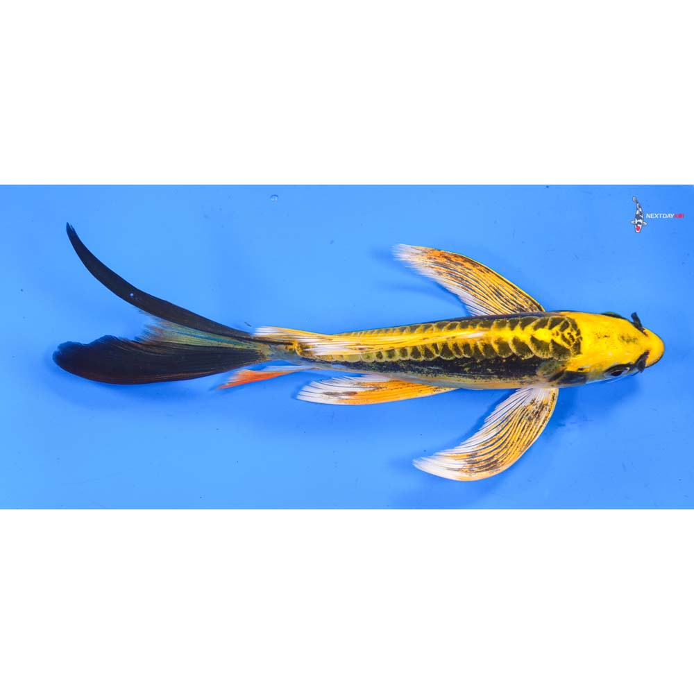 8.5” Imported Kin Kikokuryu Butterfly Koi