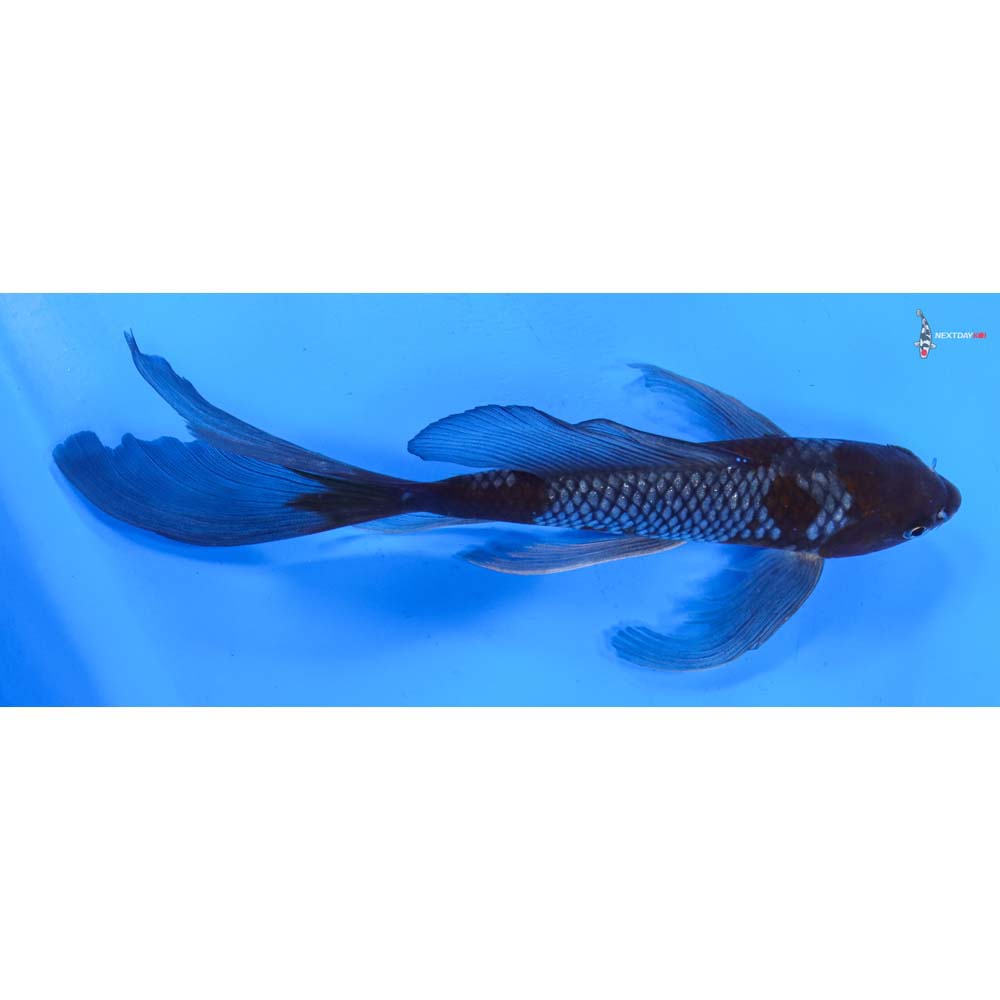 8.5” Imported Ochiba Shigure Butterfly Koi